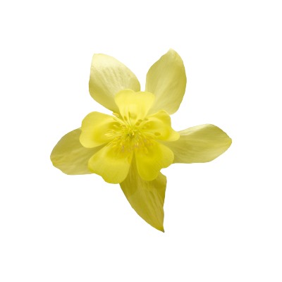 Аквилегия Spring Magic Yellow - 5 шт