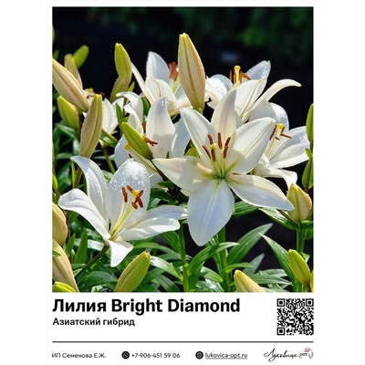 Лилия Bright Diamond (Азиатский гибрид)