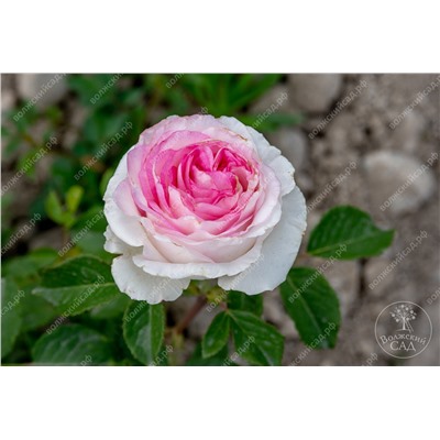 Роза Белла Вита (ч.-гибрид, белый,розовый)