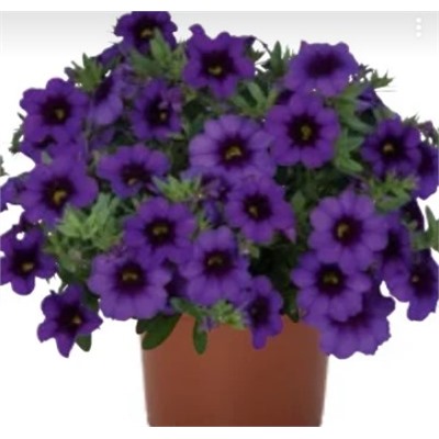 №200 Калибрахоа Калибрахоа Bloomtastic Purple