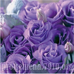 Эустома махровая Croma Lavender Imp. (4) - 5 шт