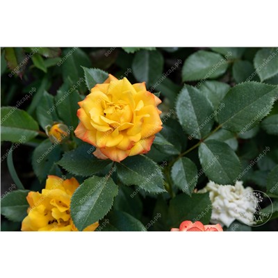 Роза Самба (флориб, желтый,красн)
