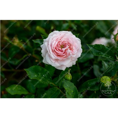Роза Ларисса (шраб розовый)