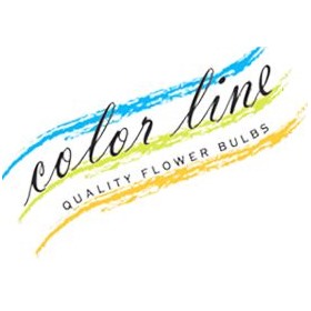 СВОБОДНЫЕ Луковичные Колор Лайн  ColorLine цена к оплате