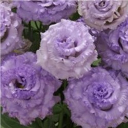 Эустома махровая Corelli SU Light Lavender (1) - 5 шт NEW!!!