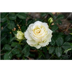 Роза Прауд (ч-гибрид. белый)