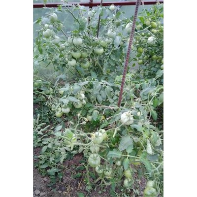 Томат "Супер-томат Сараева" (10 семян)