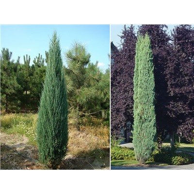 Можжевельник (Juniperus) скальный Блю Эрроу 2л h40-60