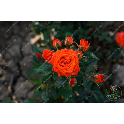 Роза Алегрия (спрей, оранж)