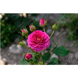 Роза Хихо  (спрей,розов)