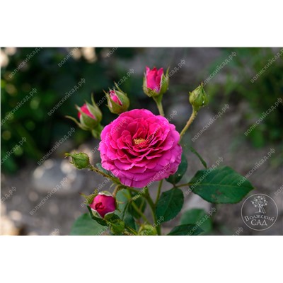 Роза Хихо  (спрей,розов)
