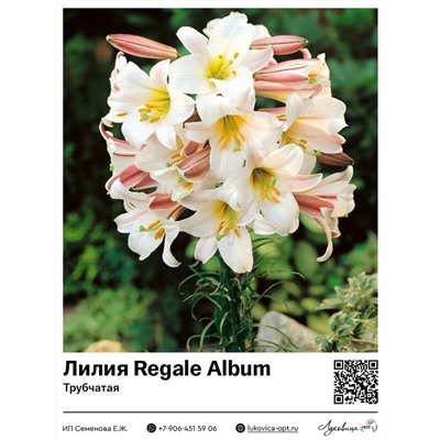 Лилия Regale Album (Трубчатая лилия)