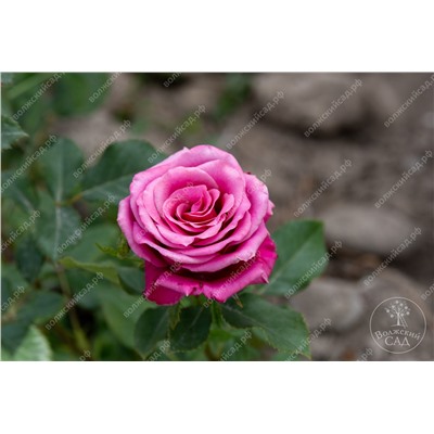 Роза Черри-О! (ч.-гибрид., розовый)