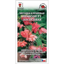 Ком: Бегония Шансон F1 Лососевая /Сотка/ 5шт/ клуб. ампел. h-45см d-8см/*350