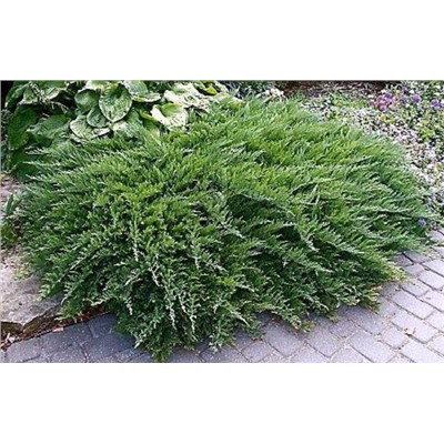 Можжевельник (Juniperus) казац.Тамарисцифолия (KV) d13 h20-25