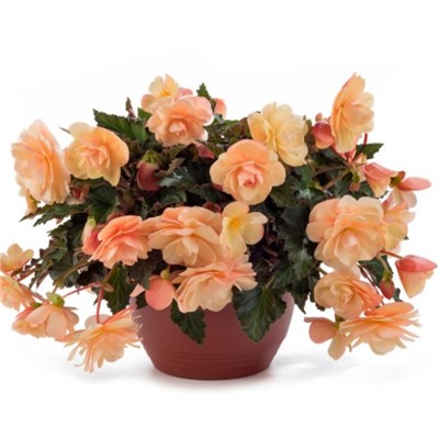 №1518 Бегония Fragrant Falls Peach