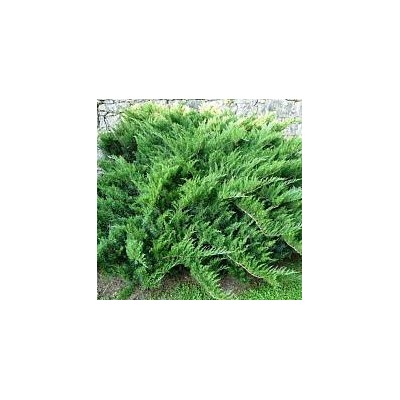 Можжевельник (Juniperus) чешуйчатый Блю Сведе (KV) d23 h40-45