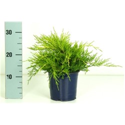 Можжевельник (Juniperus) средний Голд Коуст (KV) d15 h20-25
