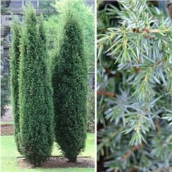 пока нет в наличии Можжевельник (Juniperus) обыкн. Хиберника (KV) d17 h50-55