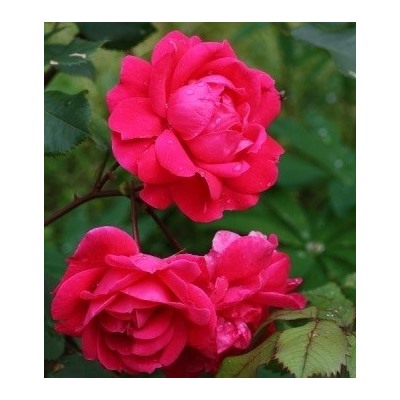 Роза канадская Alexander MacKenzie (корнесобств., шраб)