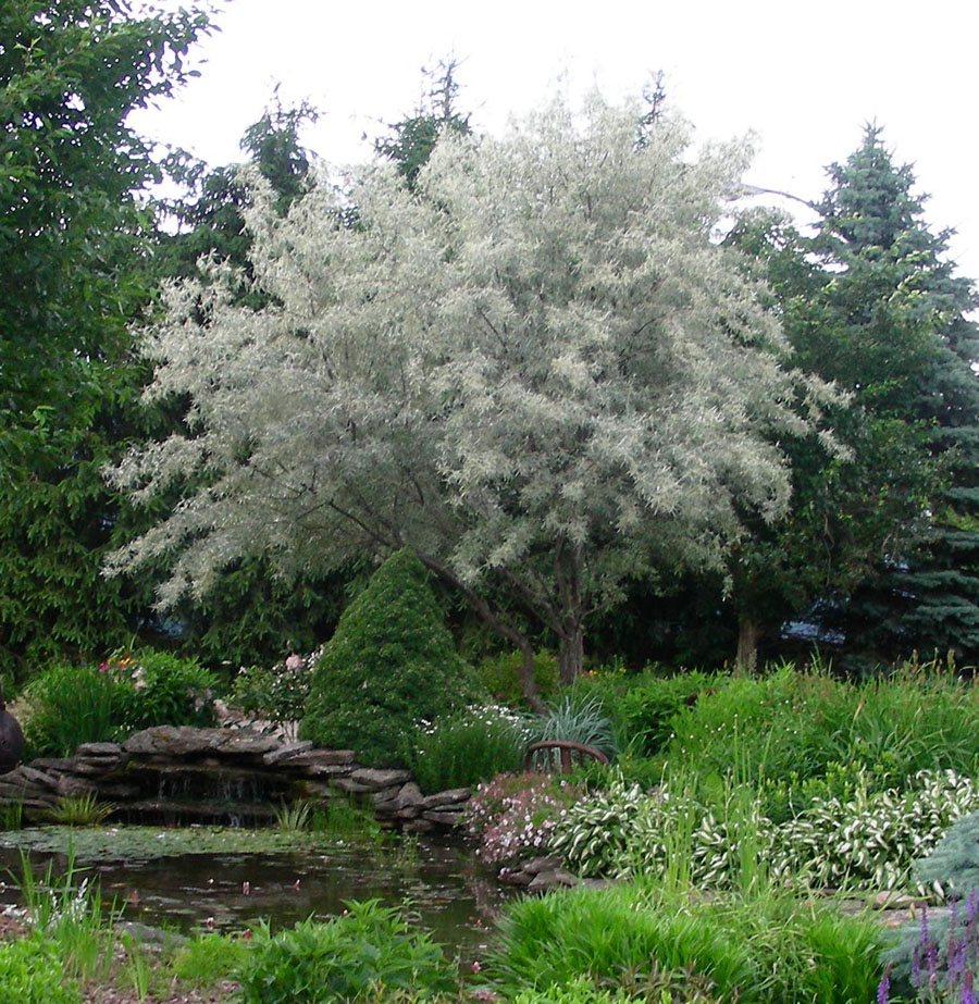 Кустарник лох. Лох узколистный Ангустифолия. Лох серебристый (Elaeagnus argentea). Лох серебристый узколистный. Лох серебристый (Elaeagnus commutata).