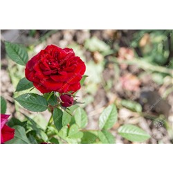 Роза Таманго (флориб. красн.)
