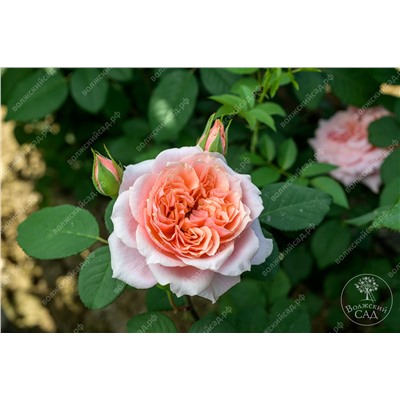 Роза Мархензаубер (флориб. розов.белый.)