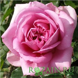 Роза де Помпадур