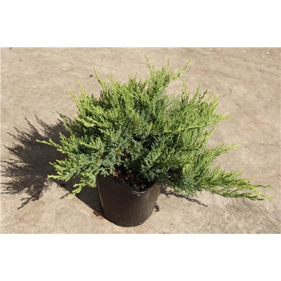 Можжевельник (Juniperus) казацкий Тамарисцифолия d9 h15-25