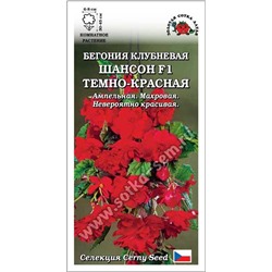 Ком: Бегония Шансон F1 Темно-Красная /Сотка/ 5шт/ клуб. ампел. h-45см d-8см/*350