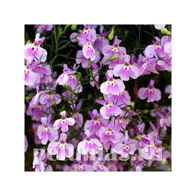 Лобелия ампельная Regatta Lilac - 5 шт