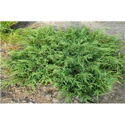 Можжевельник (Juniperus) обыкн. Репанда d9 h20-35