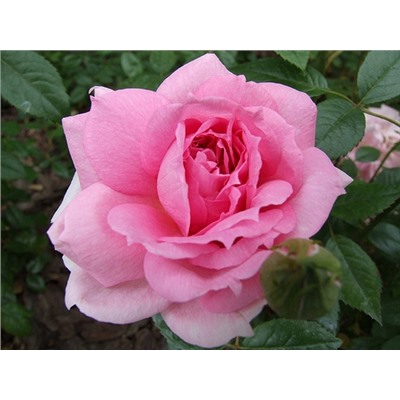 Роза канадская Lambert Closse (корнесобств., шраб)