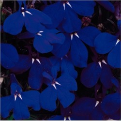 Лобелия Riviera Midnight Blue  - 5 мультидраже