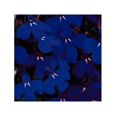 Лобелия Riviera Midnight Blue  - 5 мультидраже