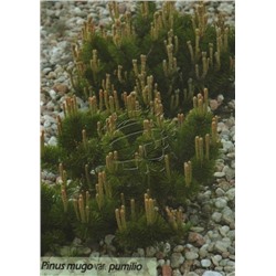 Сосна (Pinus) горная Пумилио d9 h5-10
