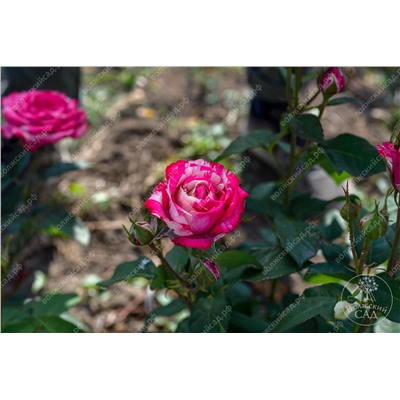 Роза Папагено   (ч.-гибрид, розовый. белый)
