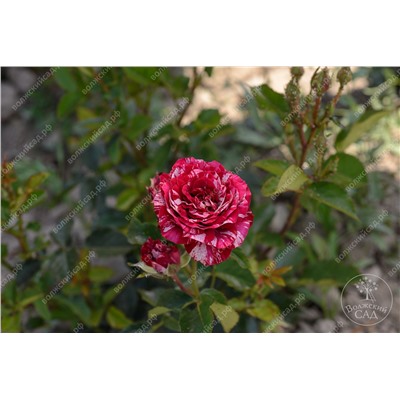 Роза Перпл тайгер (флориб.пестрый.)