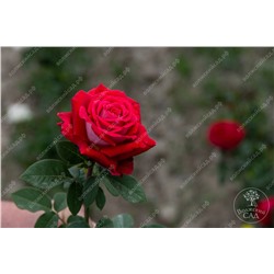 Роза Осирия (ч.-гибрид, красный)