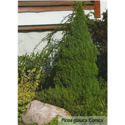 Ель (Picea) канадская Коника d9 h40-50