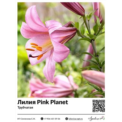 Лилия Pink Planet (Трубчатая лилия)