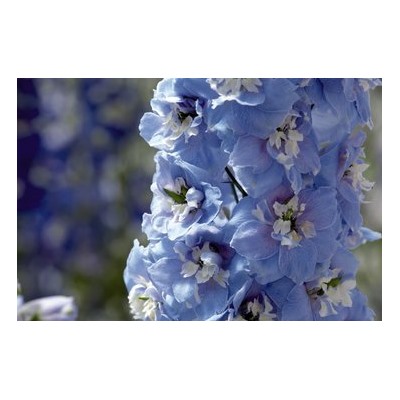 Дельфиниум высокий Magic Fountains Sky Blue White Bee - 10 шт.