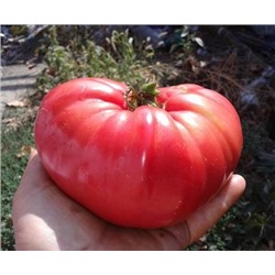 Томат Большой  Красный Шейкер (Shaker’s Large Pink) США, Великобритания, 5 семян