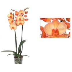 Орхидея Фален. оранжевый 2 ст d12 h80 12шт