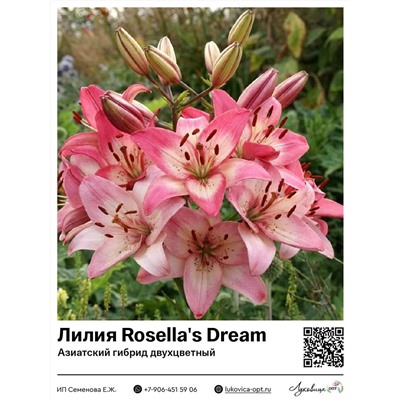 Лилия Rosella's Dream (Азиатский двухцветный гибрид)