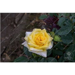 Роза Йеллоу Саммер (флориб. желтый)