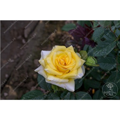 Роза Йеллоу Саммер (флориб. желтый)