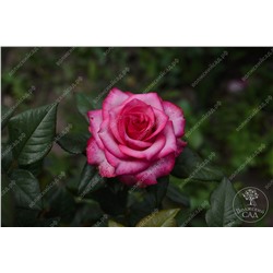 Роза Дип Вотер (ч.-гибрид, фиолет. розов)