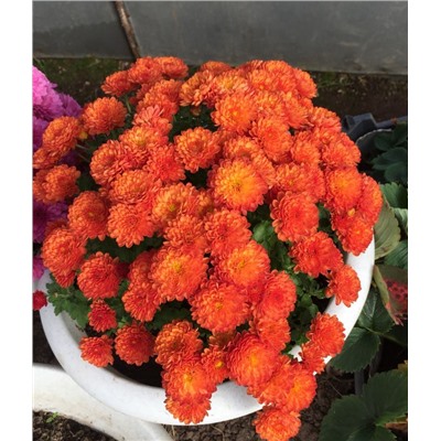 Хризантема мультифлора Gigi orange