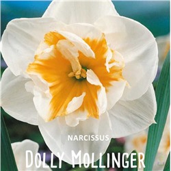 Нарцисс Долли Моллингер (5 шт)